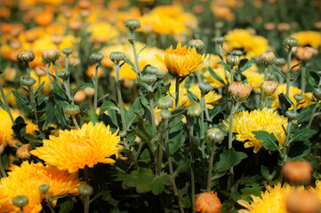 Artistic closeup of beautiful yellow fresh flowers on natural meadow