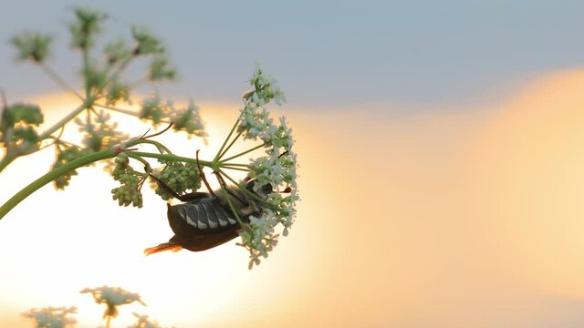 Melolonthinae Beetle Melolonthini On Anthriscus sylvestris at summer sunset. Cow parsley, wild chervil, wild beaked parsley, Queen Anne's lace or keck, is a herbaceous biennial or short-lived