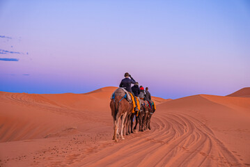 Sahara, Morocco. October 10, 2021. Camels caravan with tourists going through the sand in sahara...