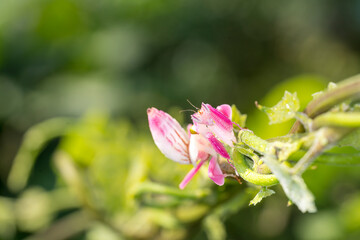 Orchid Mantis Camouflage. The praying mantis on the branch.