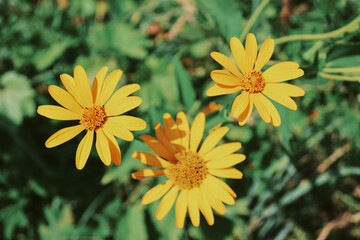 yellow flowers in the garden