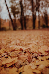 autumn leaves in the park