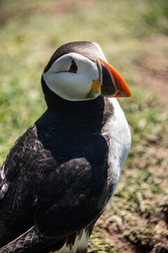 Puffin Skomer Island Wales