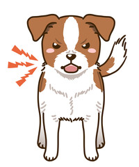 威嚇するジャックラッセルテリア（ホワイトタン）