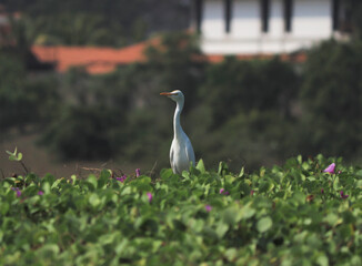 One of the white cranes on a pale green background