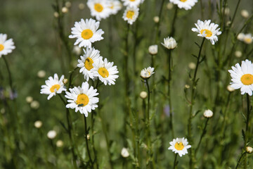 Fototapeta premium Daisies close up