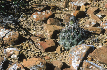 Kaktus in Mexico