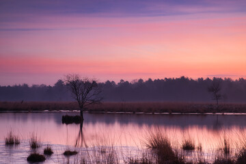 lonely tree in bog