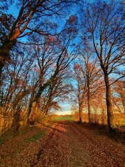 Fototapeta premium Waldweg im Herbst