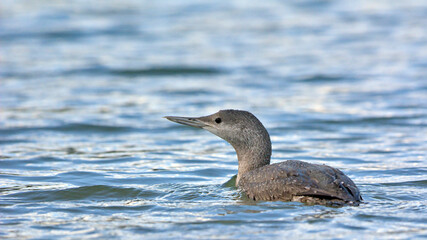 Red-throated Loon (Gavia stellata), Crete