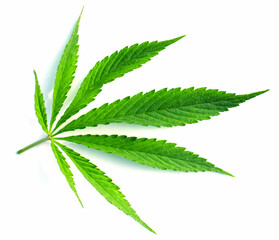 Medical cannabis. High quality marijuana leaf on a white background.