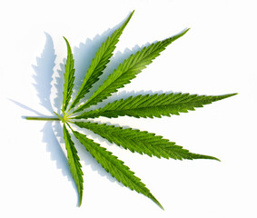 Medical cannabis. High quality marijuana leaf on a white background.