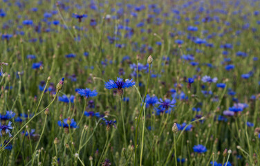 blue cornflower in cornefield in summer