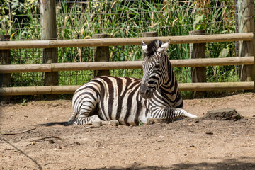 zebra in zoo