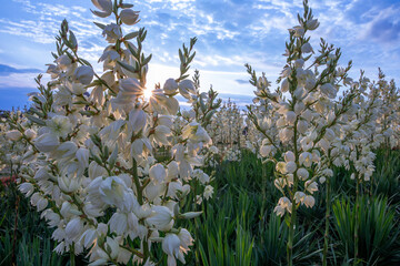 Yucca flowers bloom in the flowerbed. Exotic ornamental plant.