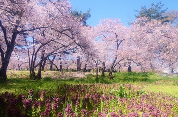 Fototapeta na wymiar 信州　満開の桜
