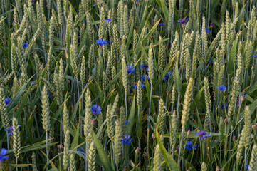 blue cornflower in cornfield in summer