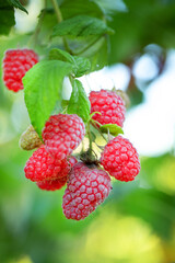 Red ripe and unripe raspberries on the bush.