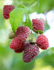 Red ripe and unripe raspberries on the bush.