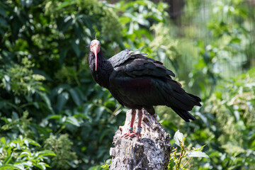 country vulture in a tree