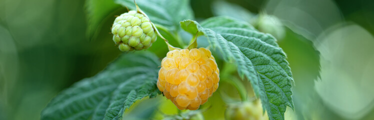 Yellow ripe and unripe raspberries on the bush.