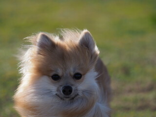 芝を駆けるポメラニアン