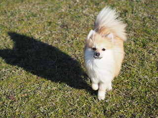 芝を駆けるポメラニアン