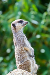 meerkat on guard