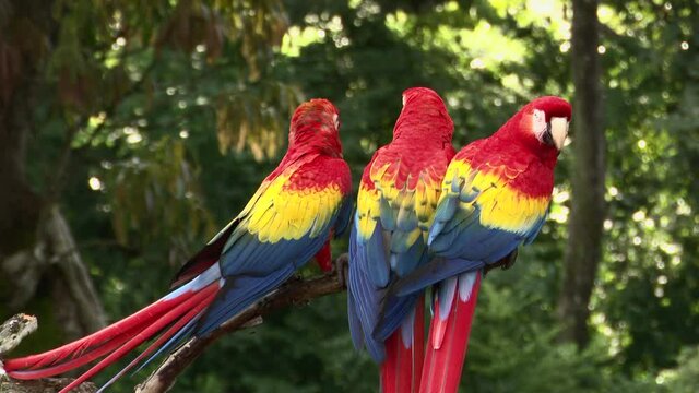 Scarlet macaw (Ara macao) three together perched on a branch, Costa Rica