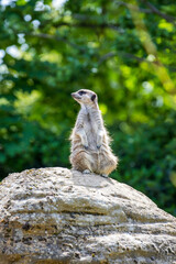 meerkat on guard