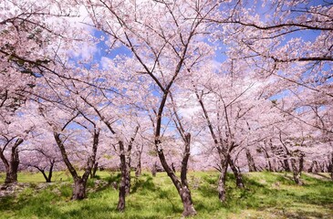 Fototapeta premium 信州 満開の桜