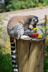 ring lemur