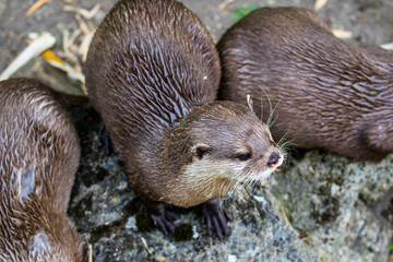 otter in the water