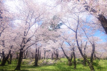 信州　満開の桜