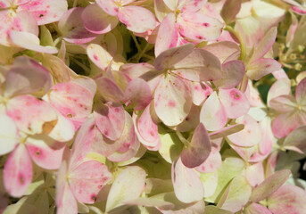 pink and white hydrangea blooming in summer