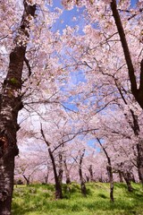 Fototapeta premium 信州 満開の桜
