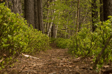 forest path in sping from different perspective