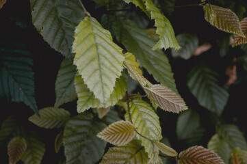 green leaves with different shades in forest © Tina