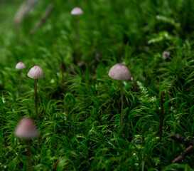 small mushrooms on forest floor in autumn