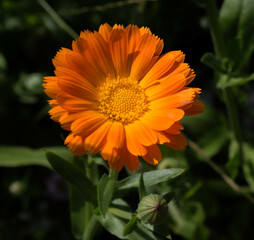 orange colored marigold flower in summer