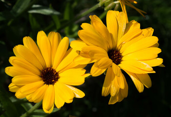 yellow marigold flower blooming in summer in garden