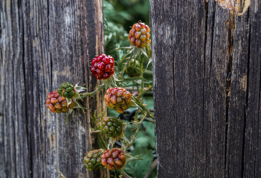 blackberry growing through aold wooden fence