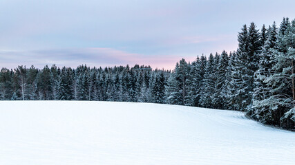 winter forest in the snow