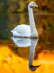 Swan in the water of Söderåsen nationalpark in Sweden, with a muted red background of autumn leaves in the surrounding trees. A reflection of the swan in the calm water.