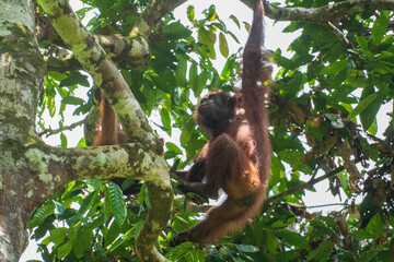 Young orangutan hangs on liana in the jungle