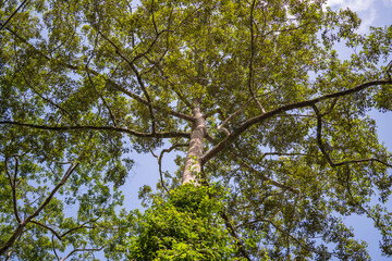The big tropical tree with sky background, view from below. Scientific name Dipterocarpus alatus, Malaysia - obrazy, fototapety, plakaty