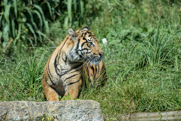 tiger in the zoo