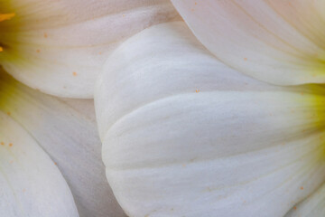 white petals of blooming dahlia flowers, macro close up