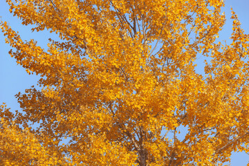 Colorful aspen leaves.