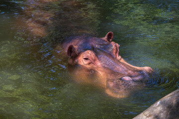 Hippopotamus, or hippo, mostly herbivorous mammal in water